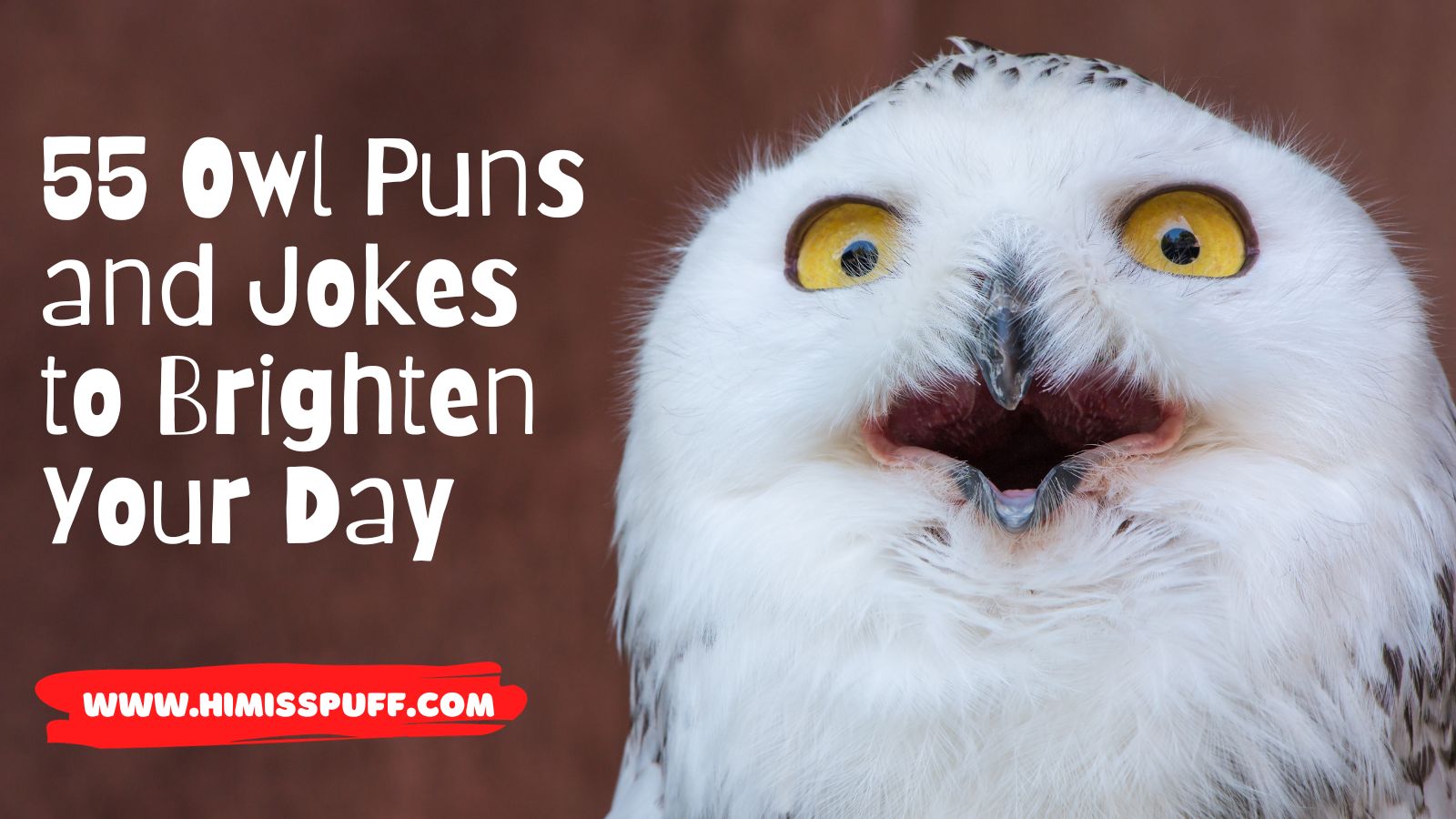 ️ 55 Owl Puns and Jokes to Brighten Your Day Hi Miss Puff